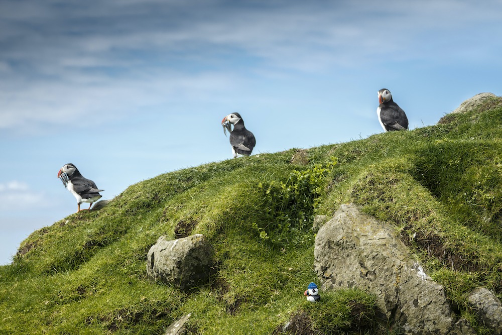 Wildlife in the Faroe Islands